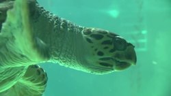 Nativity scene in shark tank at Madrid aquarium News Clip