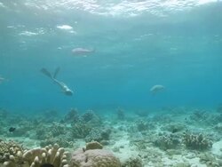 WS Woman freediving in bikini with turtle / Sipadan, Sabah, Malaysia Stock Footage