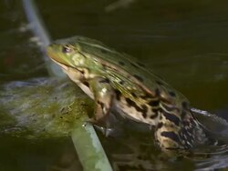 CU SLO MO Frog leaping and peeing in pond / Vieux Pont, Normandy, France Stock Footage