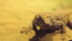 Close up of lizard Stock Footage