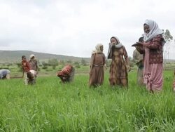 Group of Afar women tending crops Stock Footage
