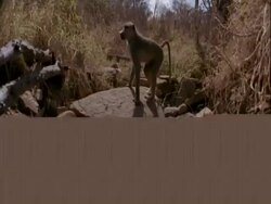 MS Yellow Baboon, Papio cynocephalus, sitting on rocks, all run away, Tanzania Stock Footage