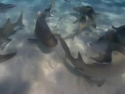 Tiger shark, Galeocerdo cuvier, lemon sharks, seabed, Bahamas  Stock Footage
