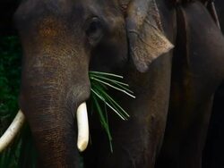 Asia elephant Stock Footage