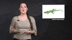 Why Triassic Animals Were Just the Weirdest Instructional Video
