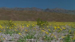 Death Valley Desert Pan of Flowers and Mountains Stock Footage