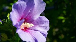 Hibiscus Stock Footage