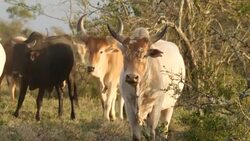 Cattle grazing on wildlife sanctuary News Clip