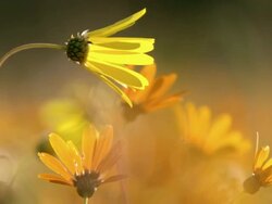 WS View of Namaqualand daisies opening / Namaqualand, Northern Cape, South Africa Stock Footage