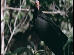 CU Turkey vulture perched in tree, South America Stock Footage