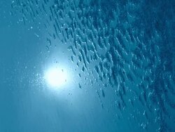 sunshine Stock Footage