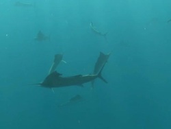 MS TS Sailfish schooling to hunt bait ball / Playa del Carmen, Isla Mujeres, Mexico Stock Footage