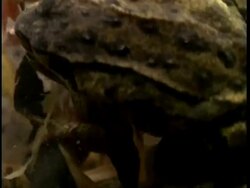 CU pair of European frogs, Rana temporaria, mating underwater, frogspawn in background, United Kingdom Stock Footage