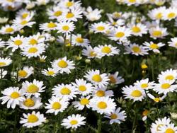 HD: Leucanthemum paludosum flutter in the wind (video) Stock Footage