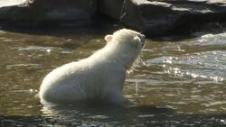 Berlin zoo names new polar bear cub Hertha Instructional Video
