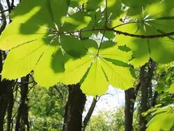 Close-up of Tree Leaves Stock Footage
