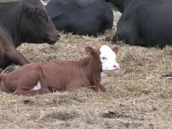 Baby cow 1 - HD 1080/30f Stock Footage