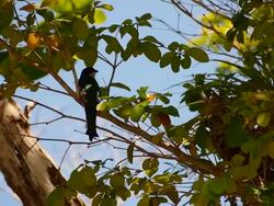 Cuban National Symbol Tocororo (Cuban Trogon) in Forest Stock Footage