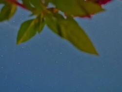 HD Motion Time-Lapse: Flowers Against Star Sky Stock Footage