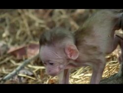 CU Baby Bonnet Monkey investigating surroundings, being held back by mother, India Stock Footage
