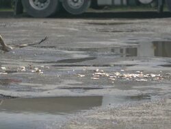 Red Kite (Milvus milvus) flies down to scavenge food in car park. Kites from Spain were releasRed in the Chilterns by the RSPB and English Nature between 1989 and 1994. Their reintroduction has been very successful; they startRed breReding in 1992 and the Stock Footage