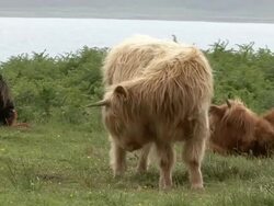 Highland Cow (Bos Taurus) Stock Footage