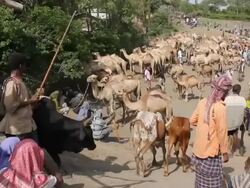 Ethiopian camel market general view Stock Footage