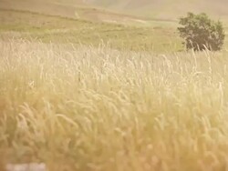 Spikes in a Field Stock Footage
