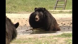 Moon Bear Sanctuary in China News Clip