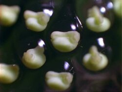 Tree frog eggs, embryo within egg, BCU, Panama. Stock Footage