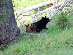 MS Black bear sow with two cubs playing under tree  / Yellowstone, Wyoming, United States Stock Footage