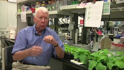 Doctor hunts for Ebola vaccine in genetically modified tobacco plants News Clip