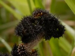 T/L Marsh Fritillary (Euphydryas aurinia) caterpillars take 2, UK Stock Footage