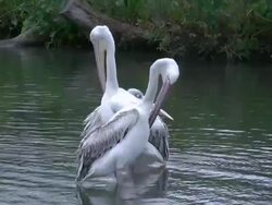 Pelicans Stock Footage