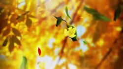 Loop autumn tree leaves falling down in a park Stock Footage