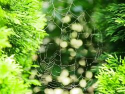 Spider web outdoors Stock Footage