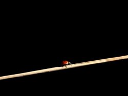 ladybug Stock Footage