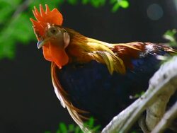 Chicken on tree Stock Footage