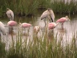 White Storks Stock Footage