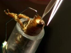 Close up and zoom out on queen bee being artificially inseminated. Stock Footage