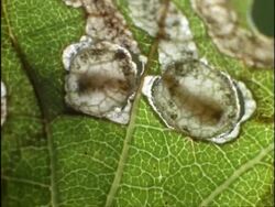 Time lapse - CU 2 Leaf Mining Caterpillars cutting discs from leaf, UK Stock Footage
