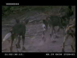 Wild dog, Lycaon picta, pups playfighting, MS, Botswana Stock Footage