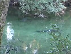 Manatees Stock Footage