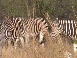 Linyanti Wildlife Reserve News Clip