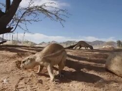 CU Cape Ground Squirrels Looking For Food Stock Footage