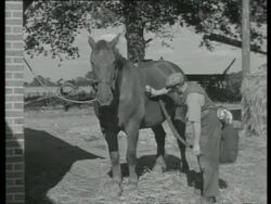Electrical grooming aid, UK  1939 Stock Footage