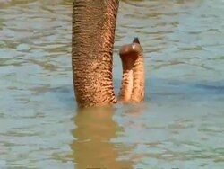BCU Elephant's trunk in water, tilt up to head, ears flapping Stock Footage