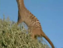 Meerkat (Suricata suricatta) climbing dry bush to do guard duty, Namaqualand, South Africa Stock Footage