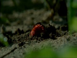 CU Red spider mites digging into ground, moving around, Botswana, Africa Stock Footage