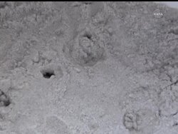 1st sea turtle hatchlings evacuated from Gulf oil released into Atlantic Instructional Video